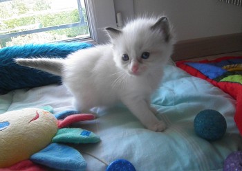 mâle seal bicolour -  - Chatterie Ragdolls du Val de Beauvoir